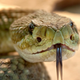 Ilustración para el artículo titulado Logran cultivar glándulas de veneno de serpiente en el laboratorio, una revolucionaria vía contra las mordeduras
